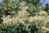 View full-size image Lonicera etrusca