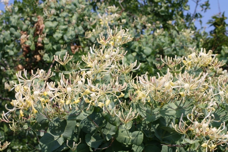 Изображение особи Lonicera etrusca.