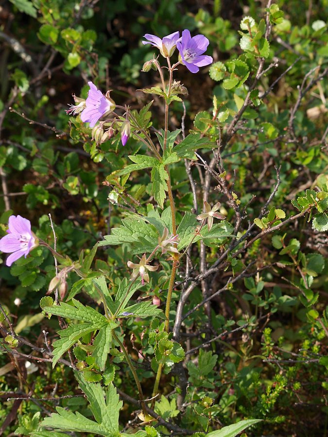 Изображение особи Geranium sylvaticum.