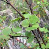 Betula nana