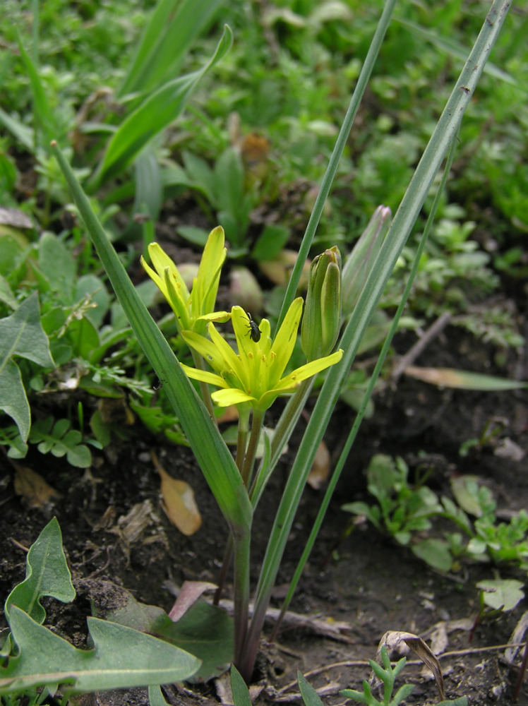 Image of genus Gagea specimen.