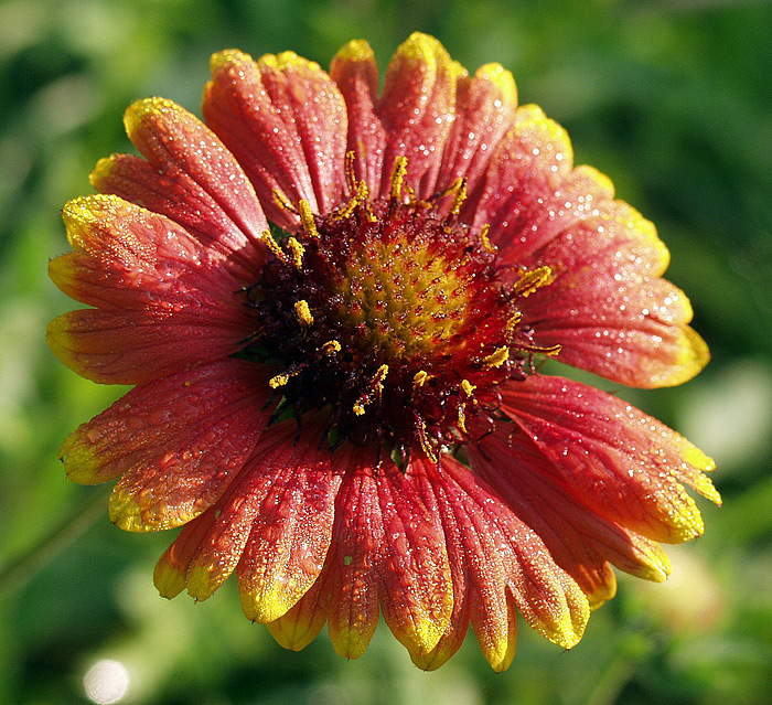 Image of Gaillardia × grandiflora specimen.