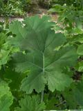 Macleaya cordata