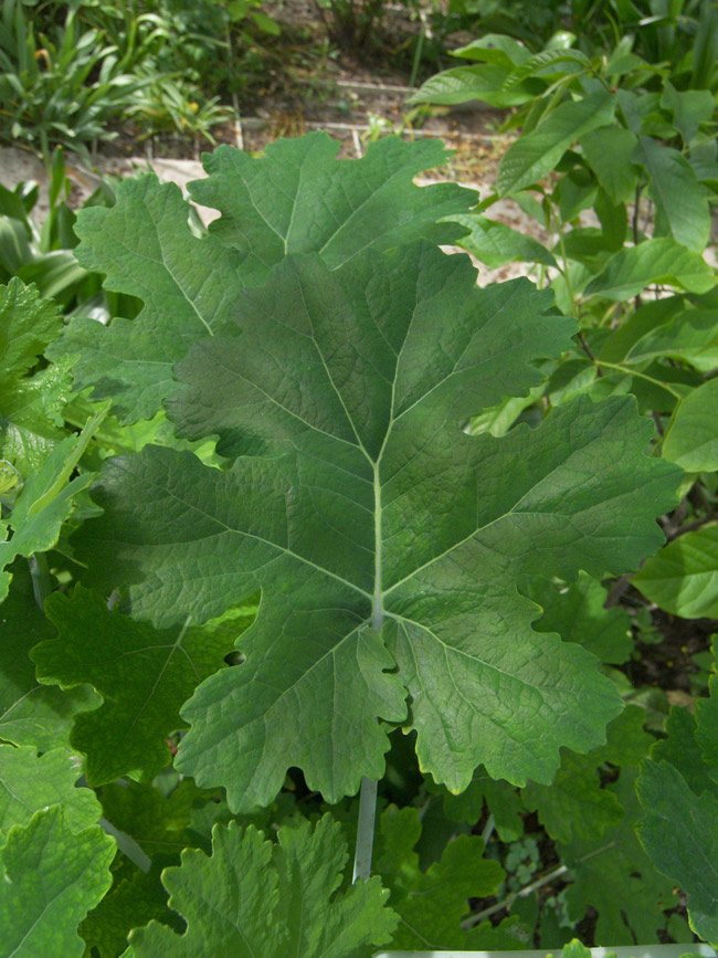 Image of Macleaya cordata specimen.