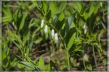 Polygonatum odoratum. Верхушка цветущего растения. Свердловская обл., Пригородный р-н, гора Дыроватик, на опушке леса. 26.05.2012.