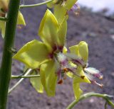 Verbascum nudicaule