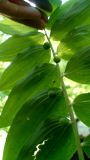 Polygonatum orientale