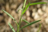 Linum tenuifolium. Часть стебля с листьями. Черноморское побережье Кавказа, щель Прасковеевская, опушка смешанного леса над дорогой в ущелье. 09.06.2012.