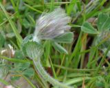 Trifolium stellatum