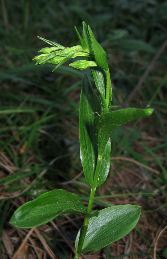 Изображение особи Epipactis persica.