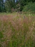 Agrostis × murbeckii. Соцветие. Московская обл., Лотошинский р-н, окр. дер. Савостино. 02.07.2012.