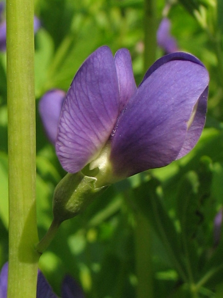 Изображение особи Baptisia australis.