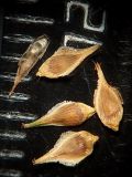 Carex neurocarpa