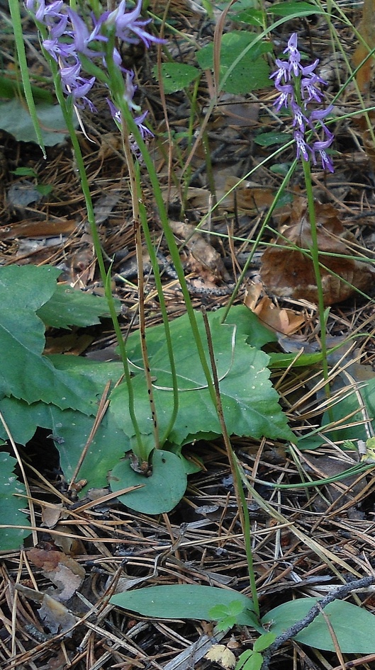 Image of Neottianthe cucullata specimen.