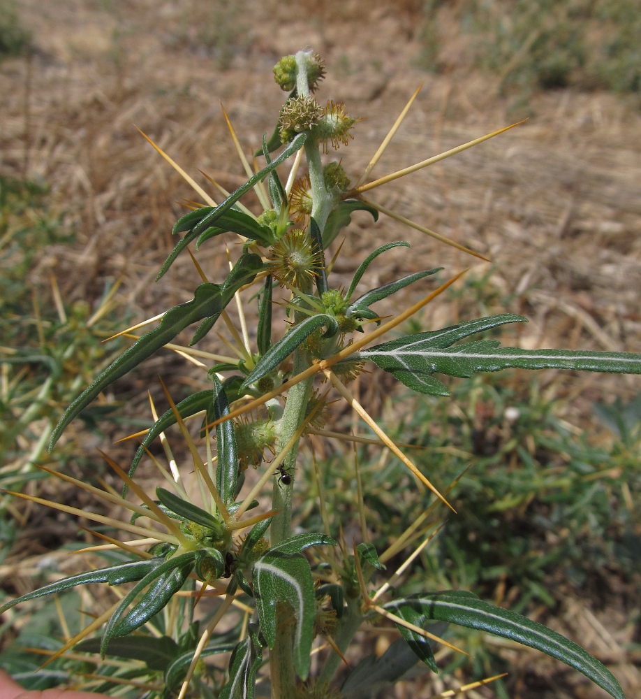 Изображение особи Xanthium spinosum.