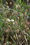 Eremopyrum triticeum