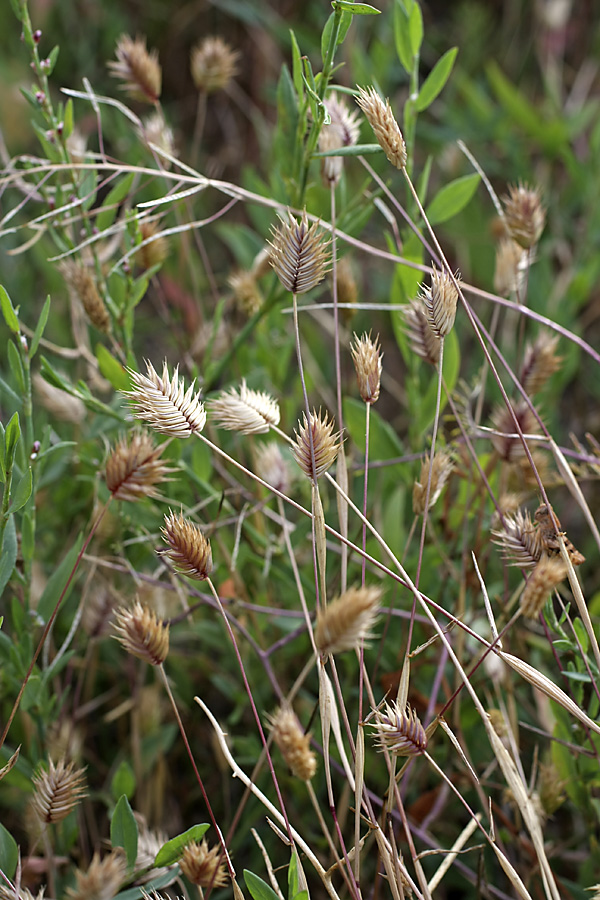 Image of Eremopyrum triticeum specimen.