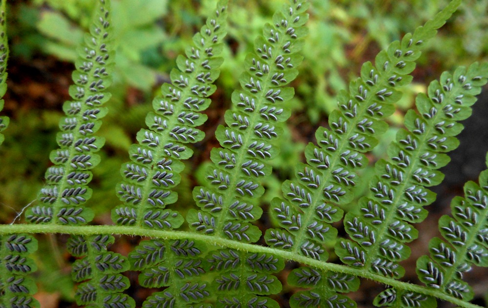 Изображение особи Lunathyrium pycnosorum.