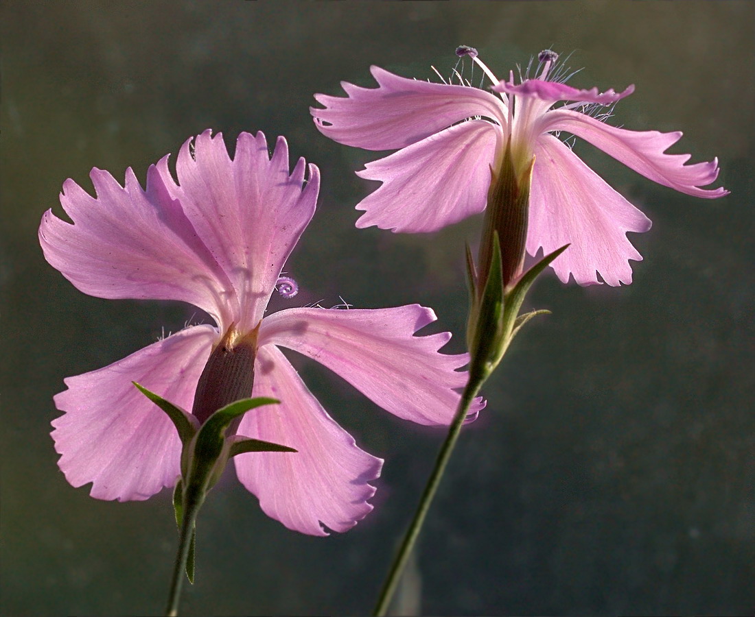 Изображение особи род Dianthus.