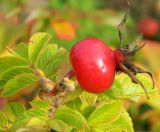 Rosa rugosa. Плод и листья. Подмосковье, окр. г. Одинцово, опушка леса. Октябрь 2012 г.