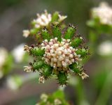 Adenocaulon adhaerescens. Соцветие с завязавшимися плодами. Приморский край, Спасский р-н, окр. с. Хвалынка. 21.08.2012.