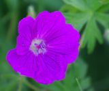 Geranium sanguineum