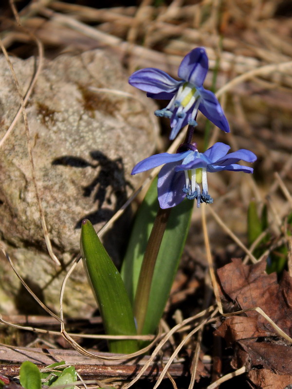 Изображение особи Scilla siberica.