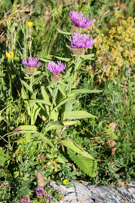 Изображение особи Centaurea alutacea.