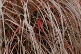 Miscanthus sinensis