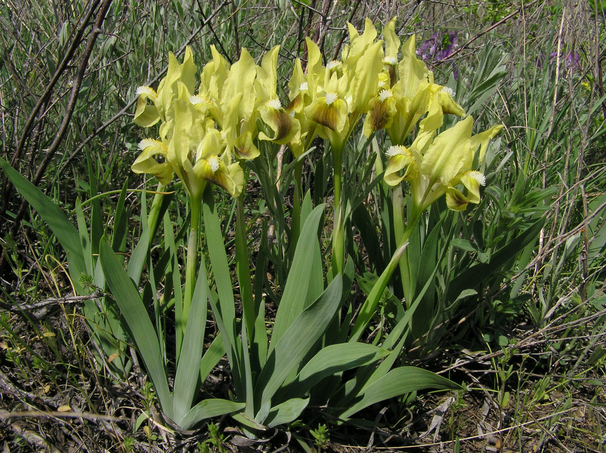 Image of Iris pumila specimen.