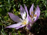 Colchicum szovitsii subspecies brachyphyllum. Цветущее растение. Israel, Mount Hermon, Mann Valley. 12.11.2006.