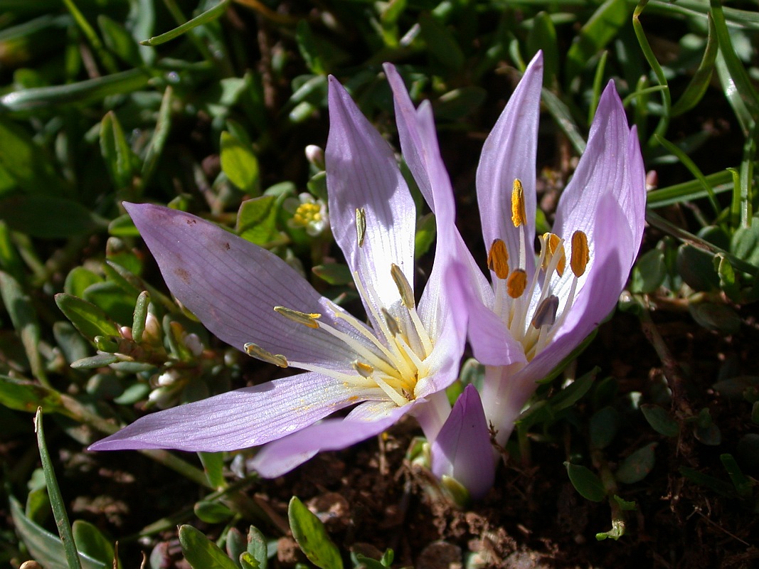 Image of Colchicum szovitsii ssp. brachyphyllum specimen.