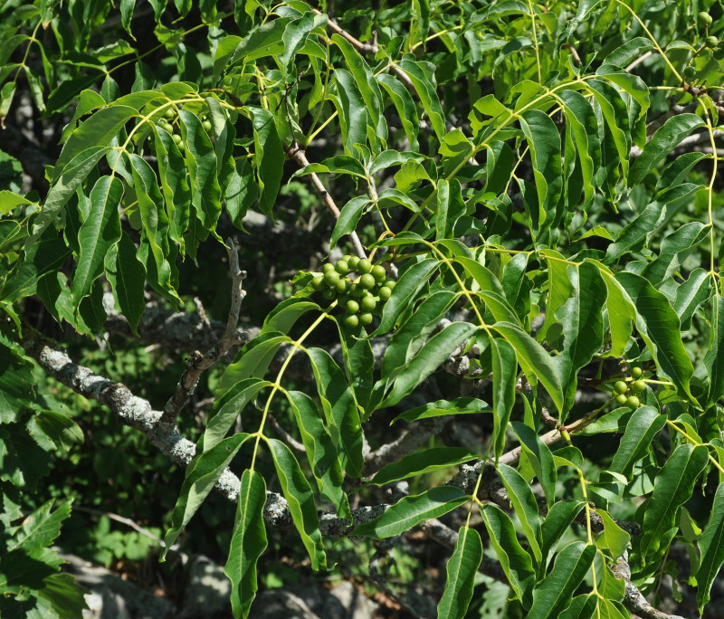 Image of Phellodendron amurense specimen.