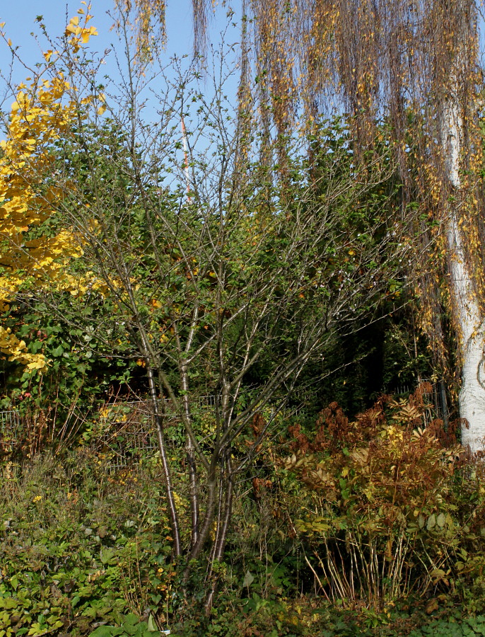 Image of Prunus umbellata specimen.