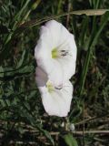 Image of taxon representative. Author is Сергей Одинец