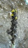 Verbascum gnaphalodes. Соцветие больного растения. Абхазия, Гудаутский р-н, обрыв. 09.06.2012.
