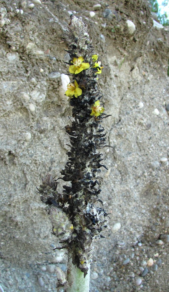 Image of Verbascum gnaphalodes specimen.