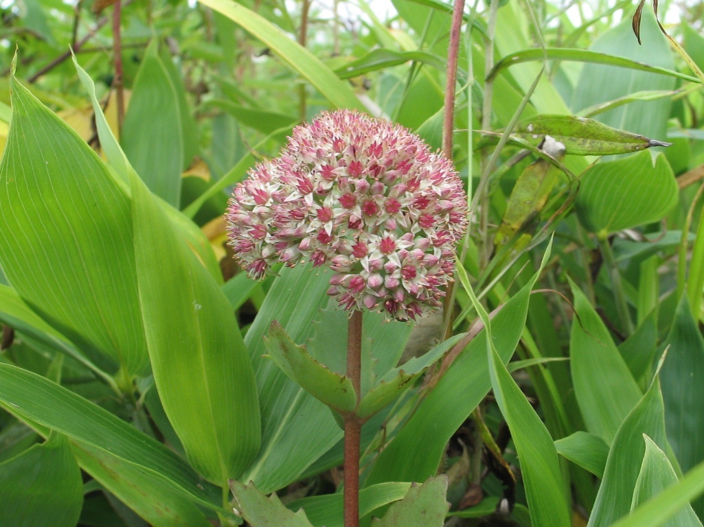 Изображение особи Hylotelephium triphyllum.