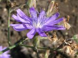 Lactuca tatarica