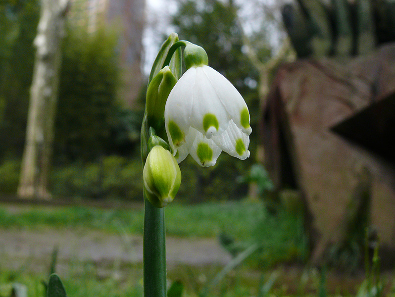 Изображение особи Leucojum aestivum.