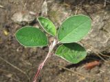 Cotoneaster melanocarpus