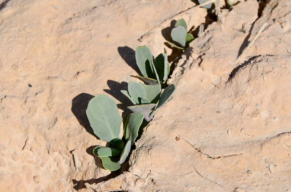 Image of Zilla spinosa specimen.