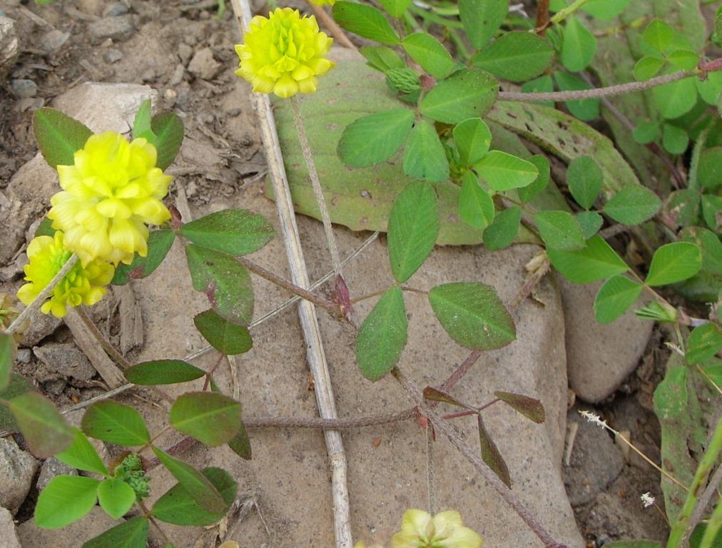 Изображение особи Trifolium campestre.