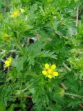 Potentilla supina