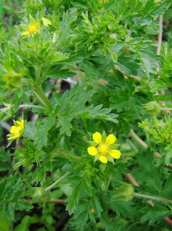 Image of Potentilla supina specimen.