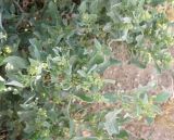 genus Atriplex