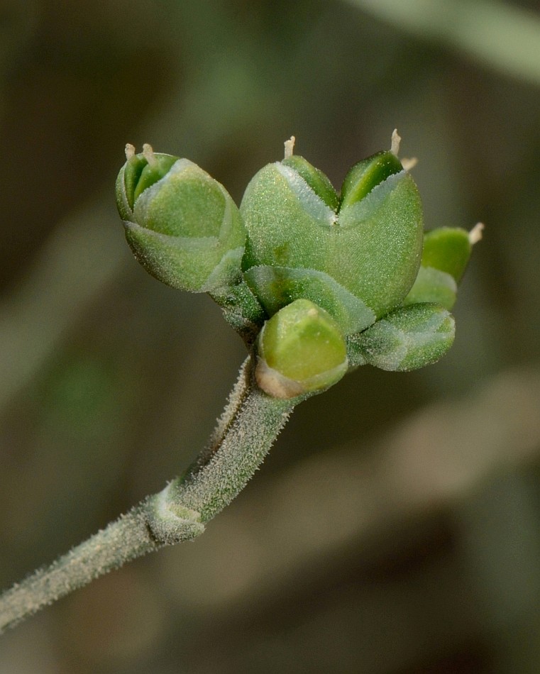 Изображение особи Ephedra foliata.