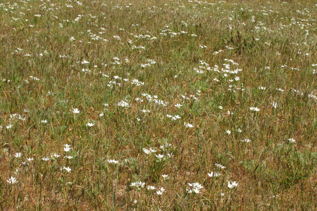 Image of Ornithogalum kochii specimen.