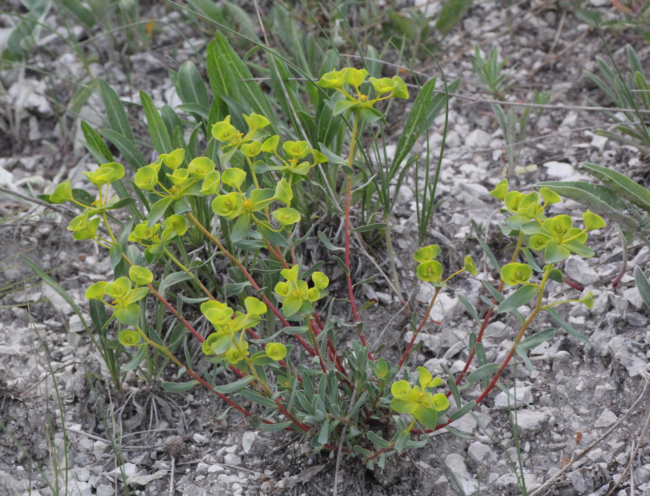 Image of Euphorbia petrophila specimen.