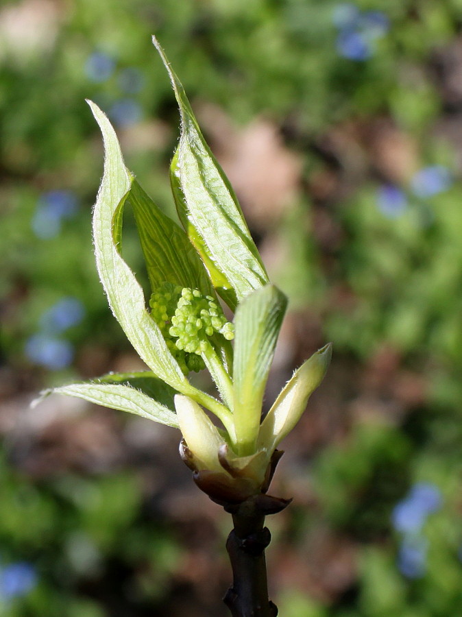 Image of Swida alternifolia specimen.